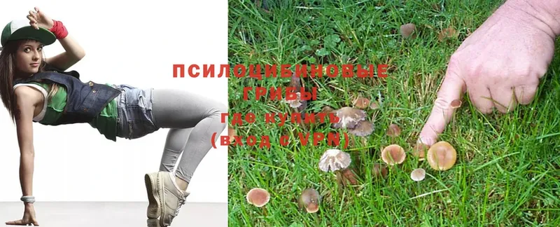 Галлюциногенные грибы Magic Shrooms  Северская 